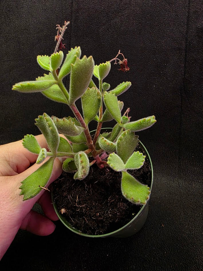 Bear Paw Succulent #02