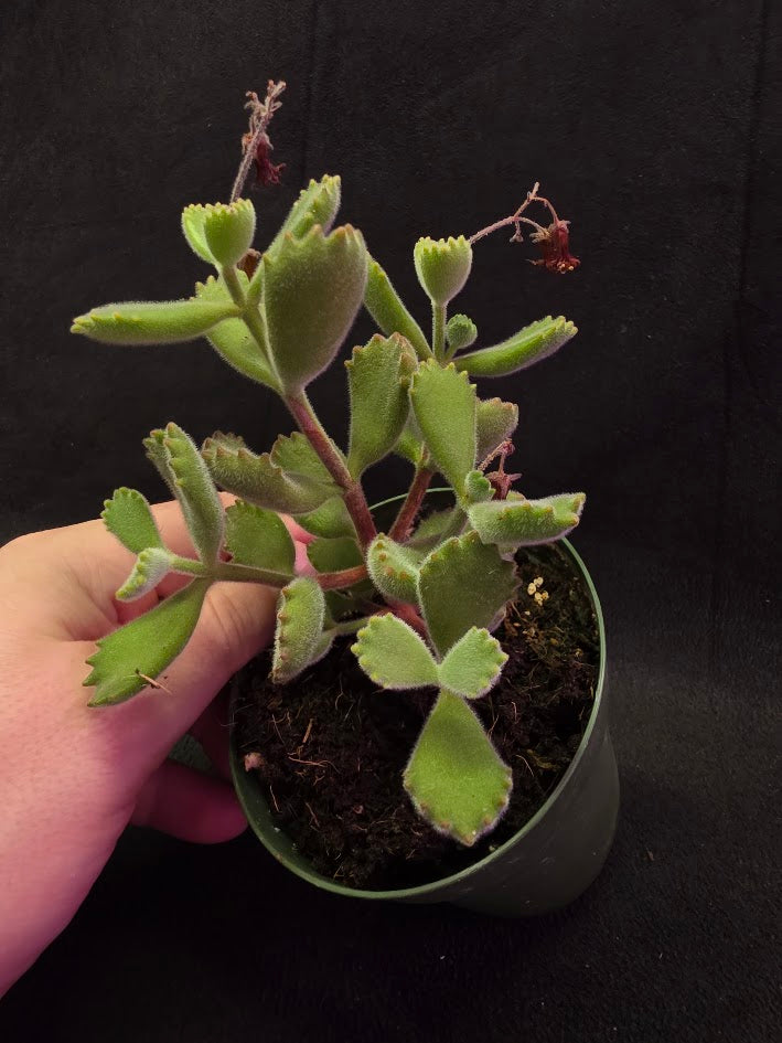 Bear Paw Succulent #02