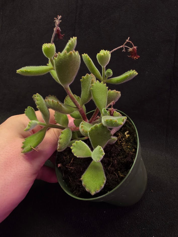 Bear Paw Succulent #02