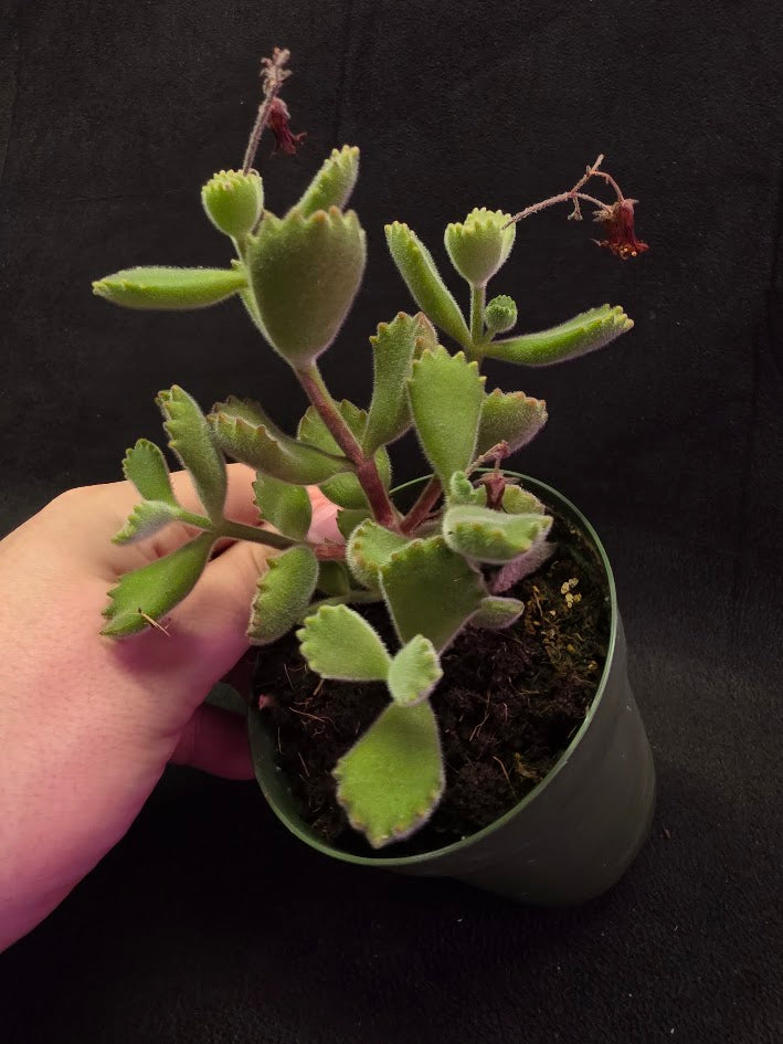 Bear Paw Succulent #02