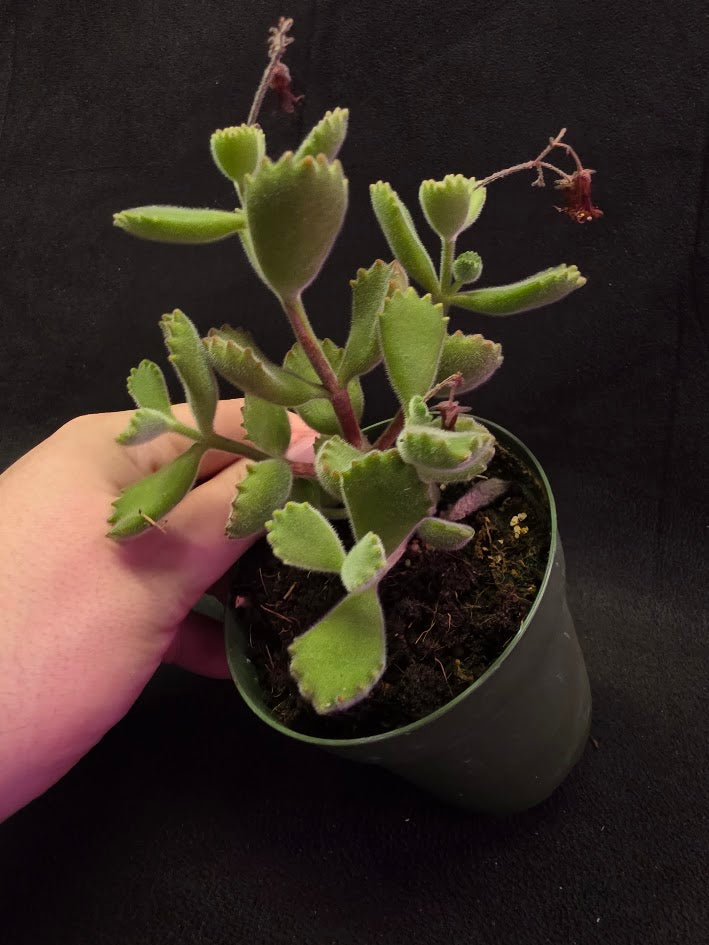 Bear Paw Succulent #02