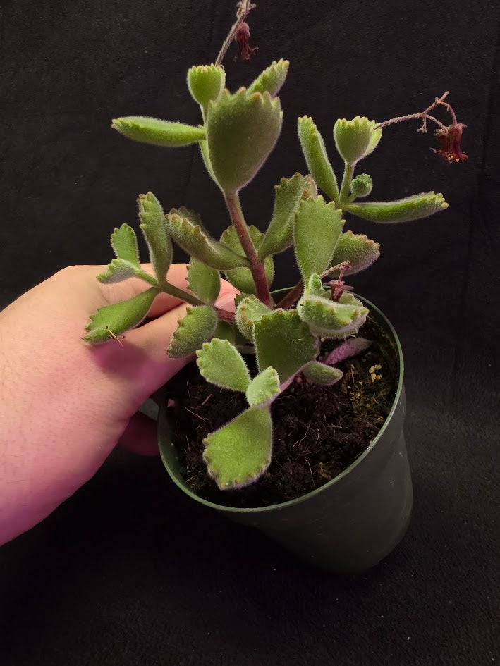 Bear Paw Succulent #02