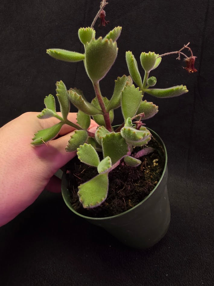 Bear Paw Succulent #02