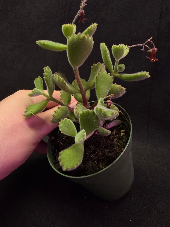 Bear Paw Succulent #02