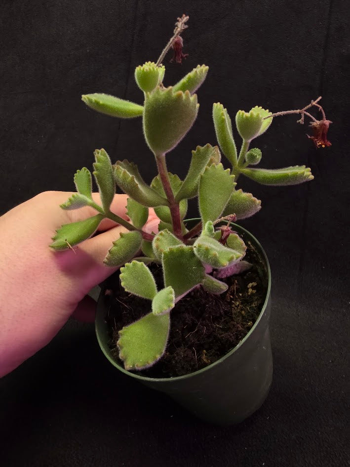 Bear Paw Succulent #02