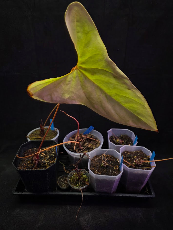 Project Plant Collection Bundle #01