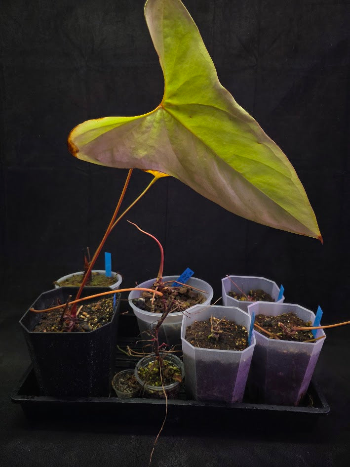 Project Plant Collection Bundle #01