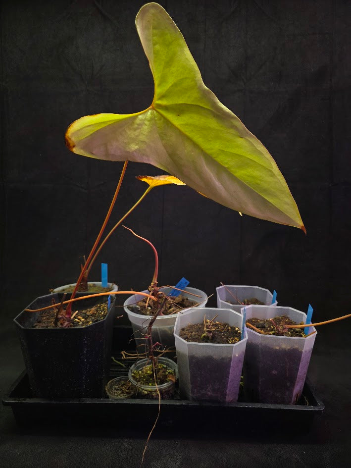 Project Plant Collection Bundle #01