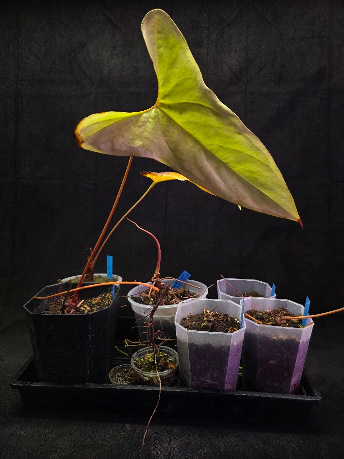 Project Plant Collection Bundle #01