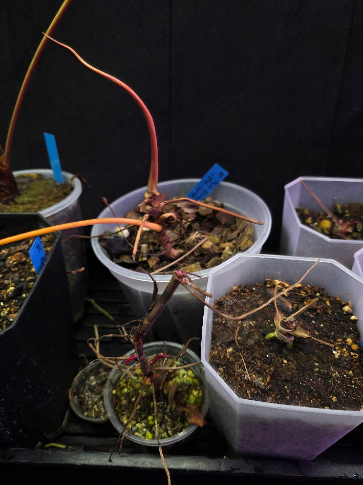 Project Plant Collection Bundle #01