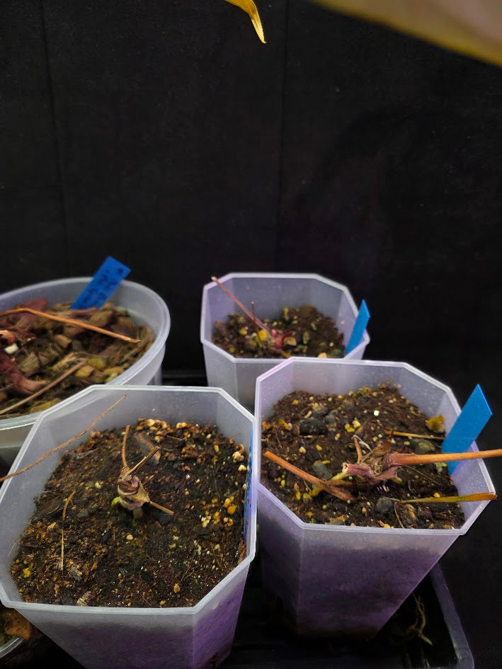 Project Plant Collection Bundle #01