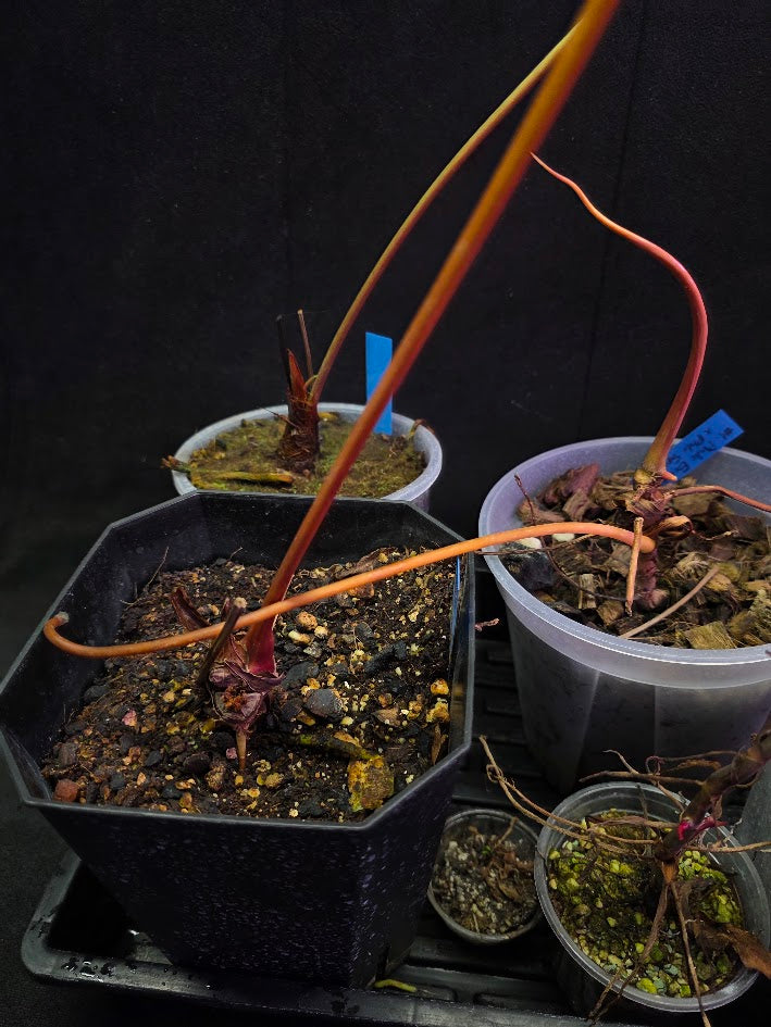 Project Plant Collection Bundle #01
