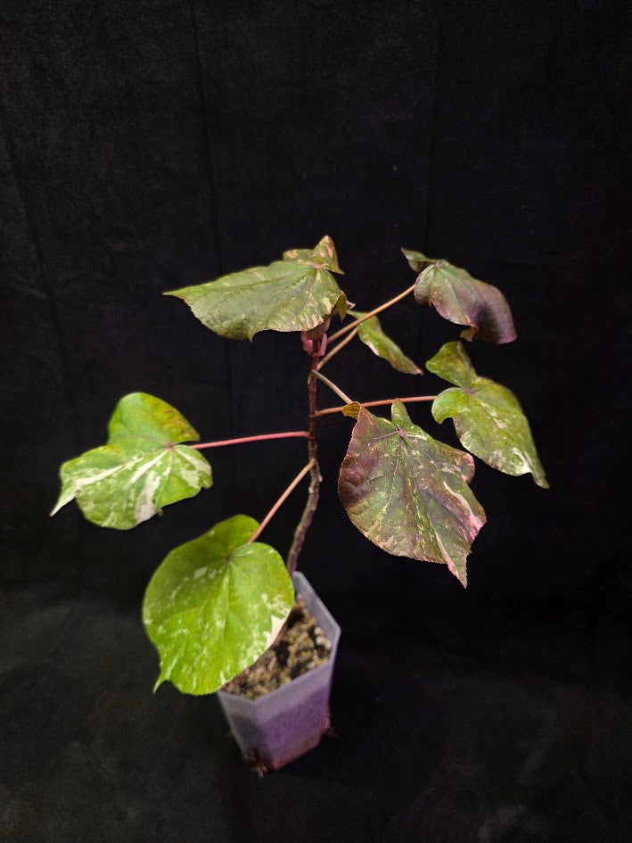 Variegated Sea Hibiscus #01