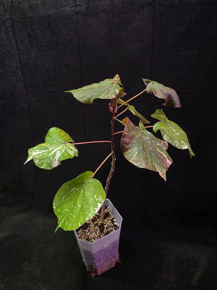 Variegated Sea Hibiscus #01