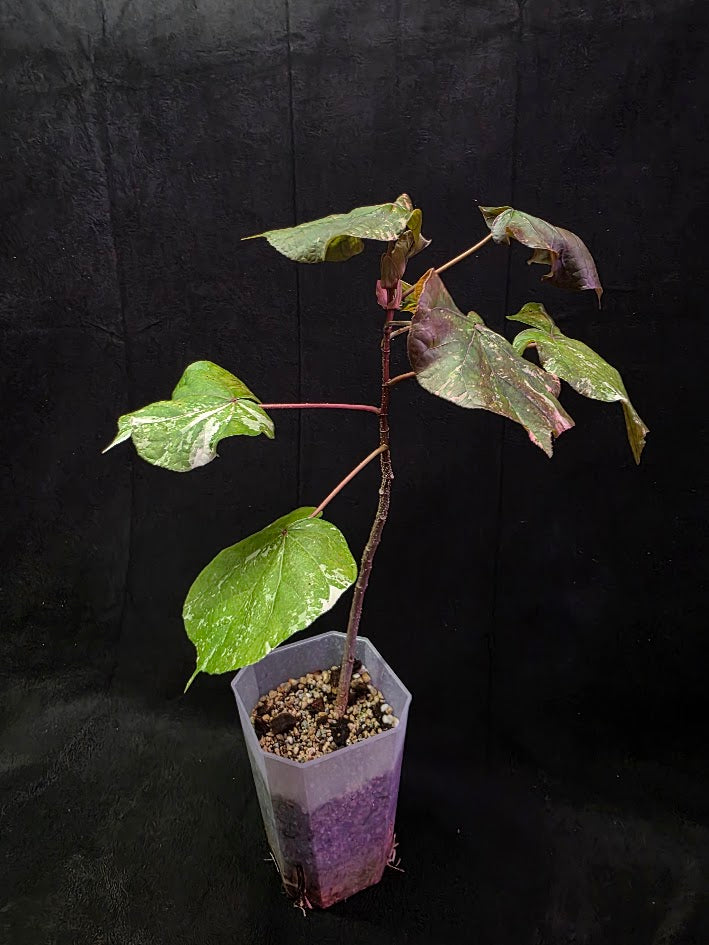 Variegated Sea Hibiscus #01