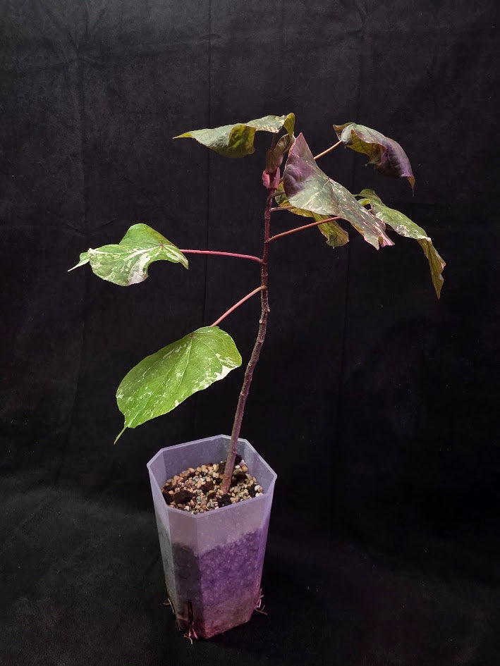 Variegated Sea Hibiscus #01