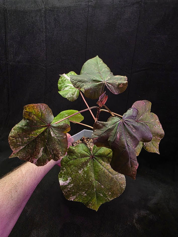 Variegated Sea Hibiscus #01
