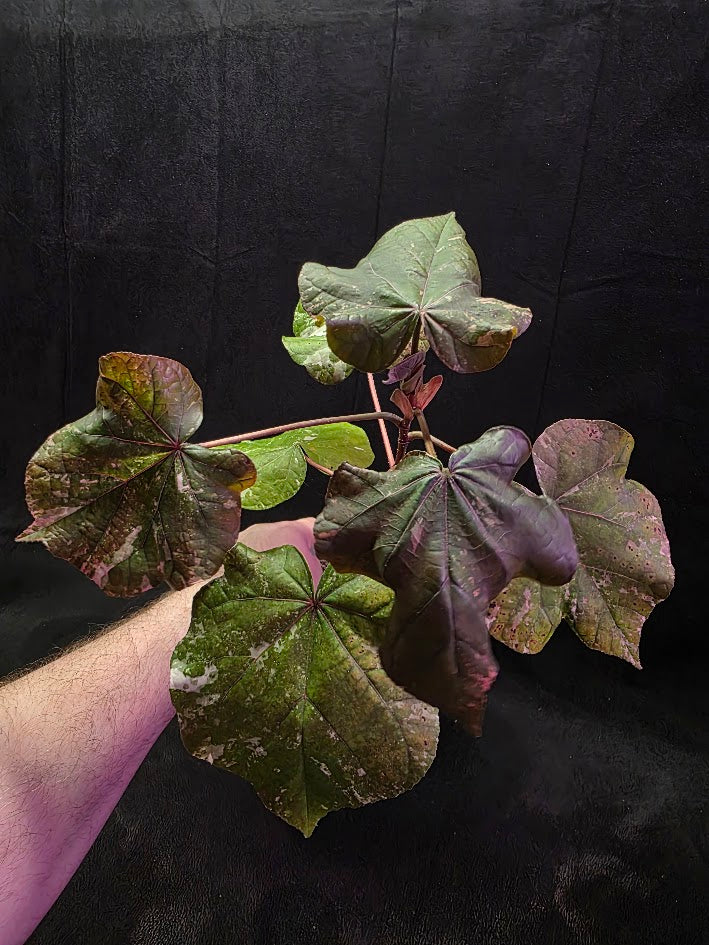 Variegated Sea Hibiscus #01