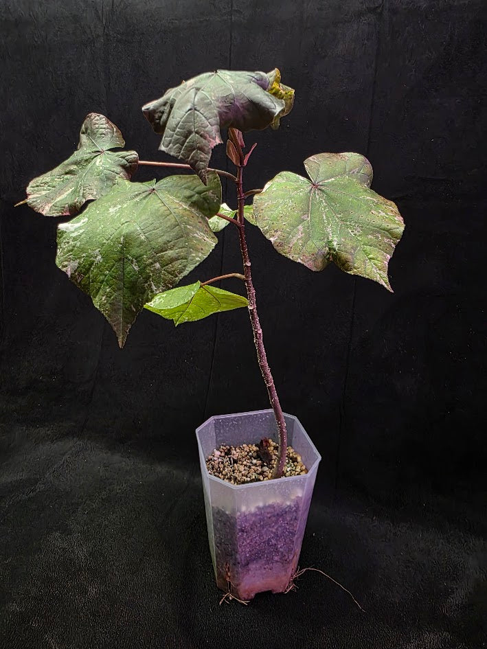 Variegated Sea Hibiscus #01
