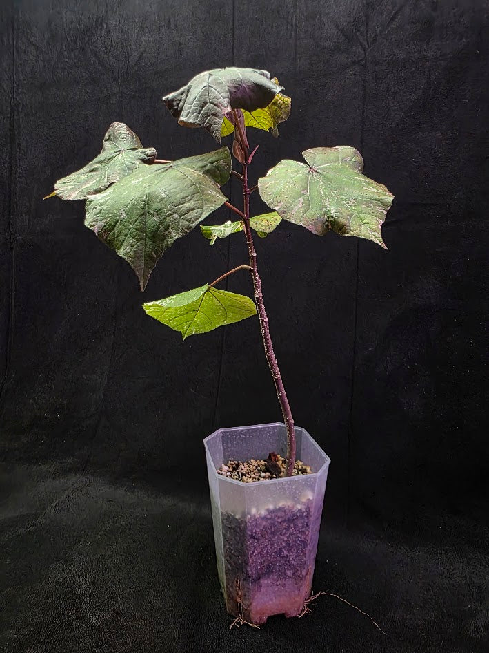 Variegated Sea Hibiscus #01