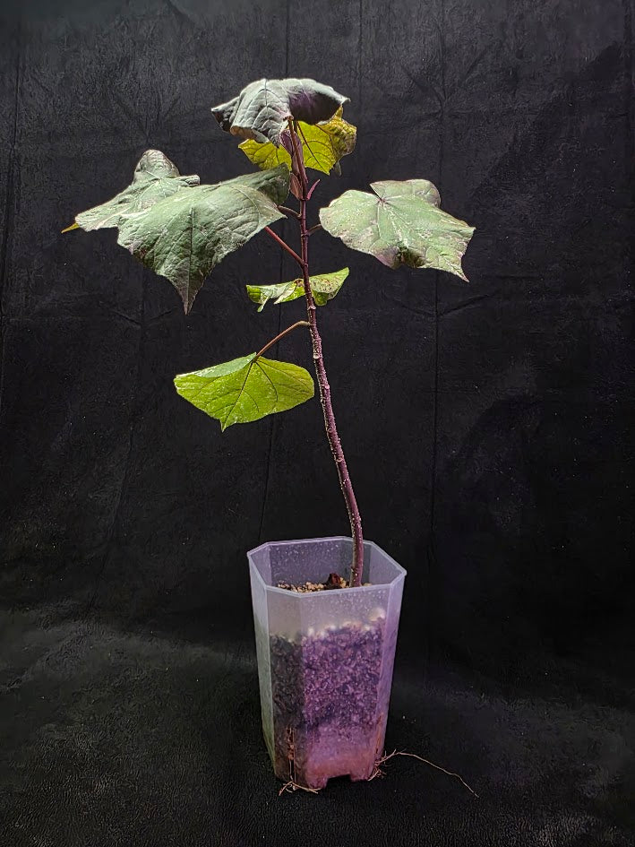 Variegated Sea Hibiscus #01