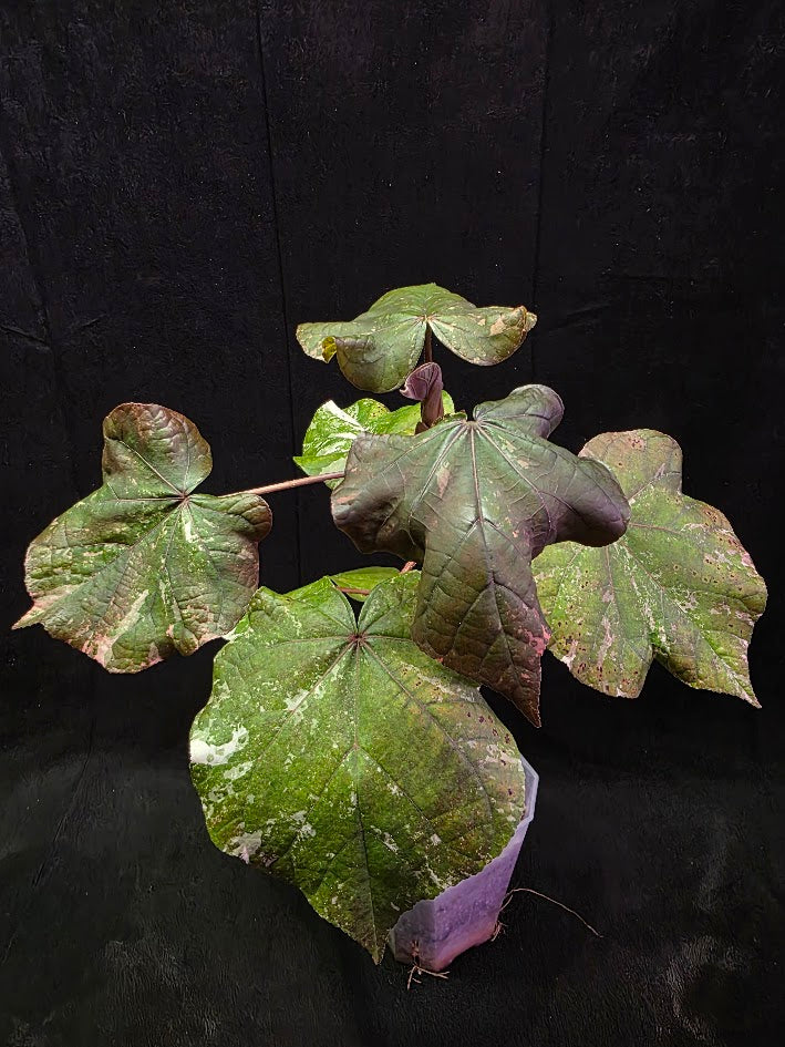 Variegated Sea Hibiscus #01