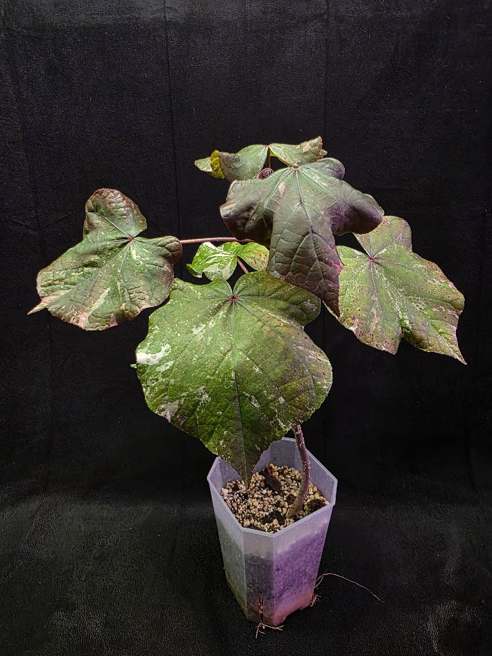 Variegated Sea Hibiscus #01