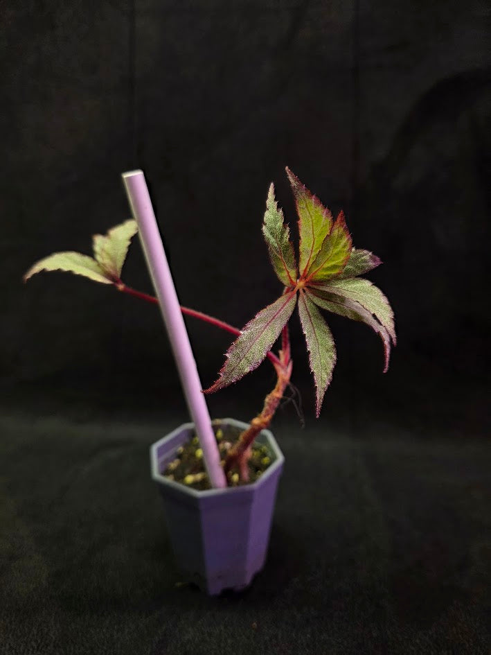 Begonia Frosted Star 