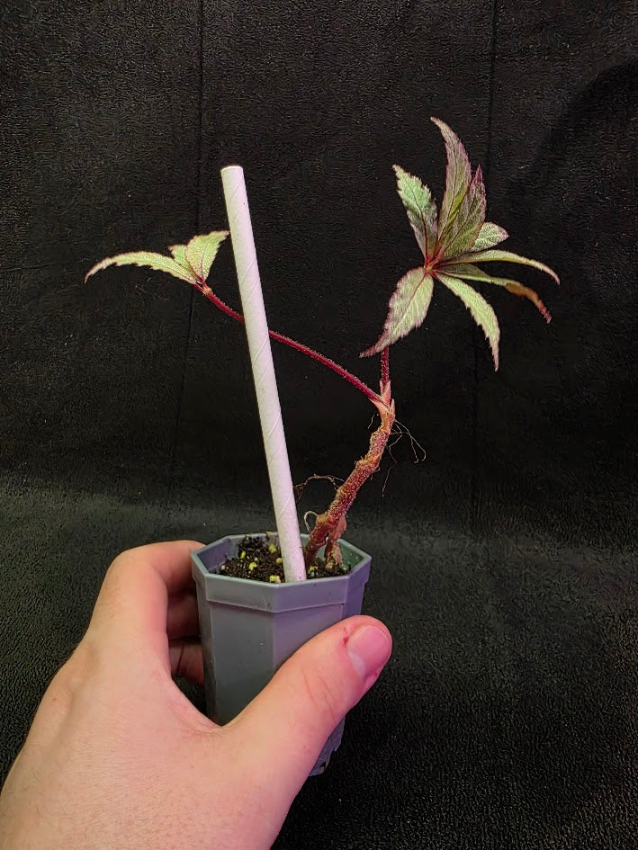 Begonia Frosted Star 