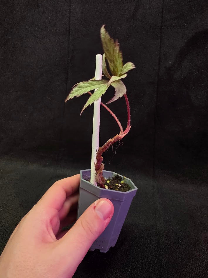 Begonia Frosted Star 
