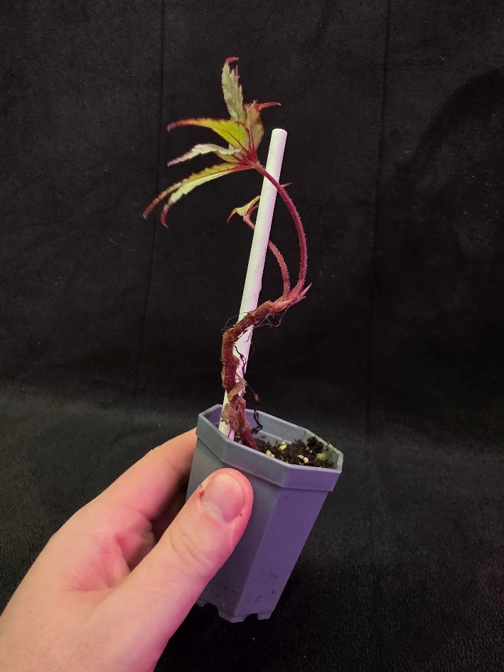 Begonia Frosted Star 