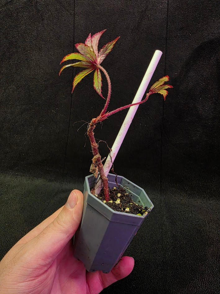 Begonia Frosted Star 