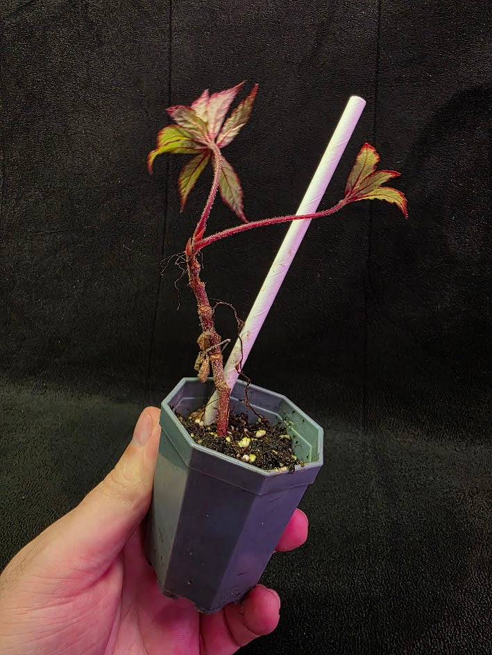 Begonia Frosted Star 