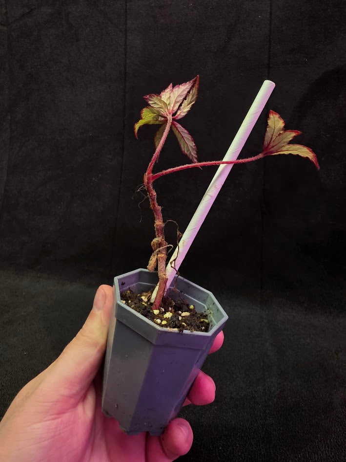 Begonia Frosted Star 
