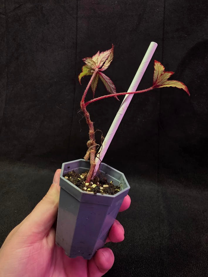 Begonia Frosted Star 
