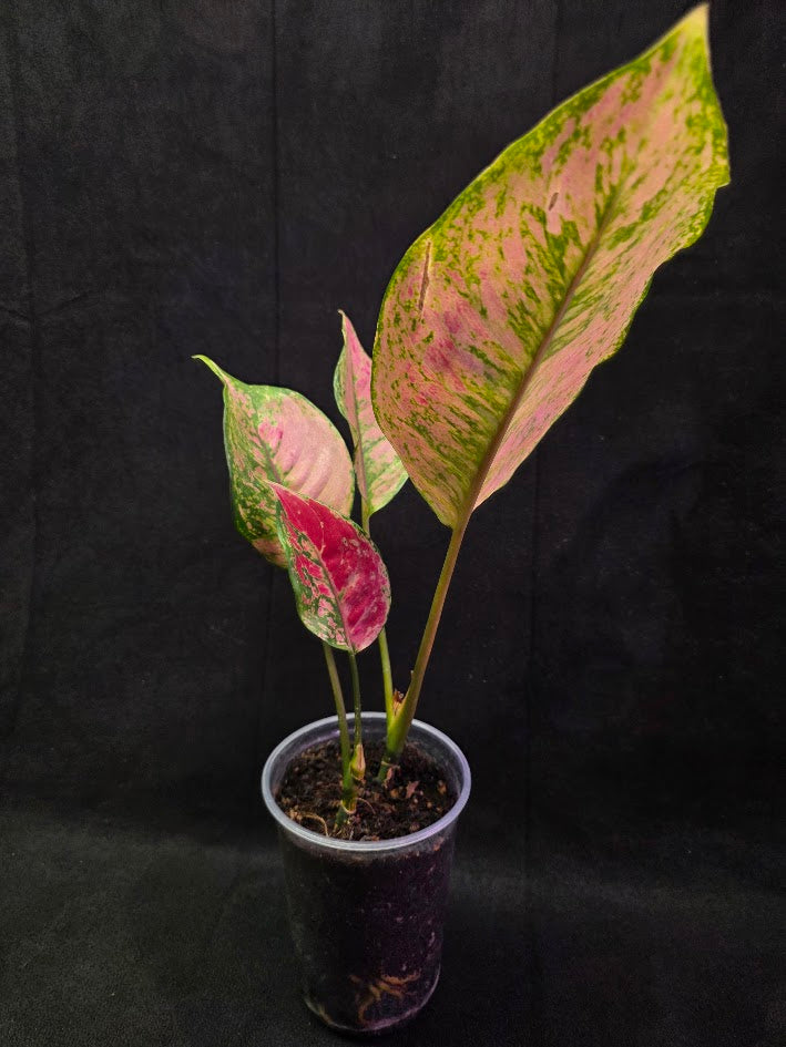Aglaonema Red Splash #01