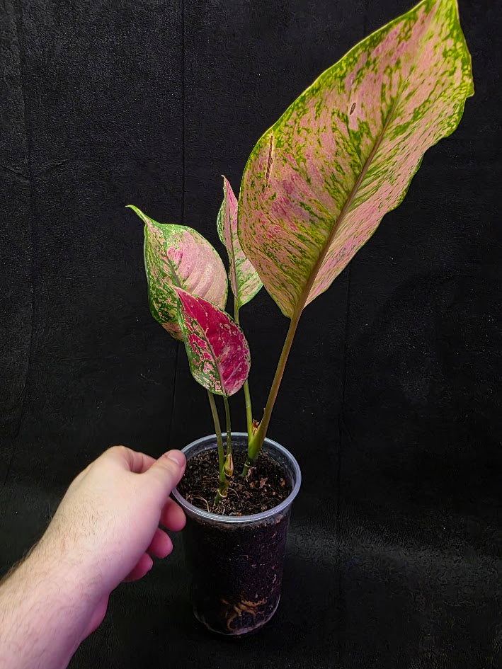 Aglaonema Red Splash #01
