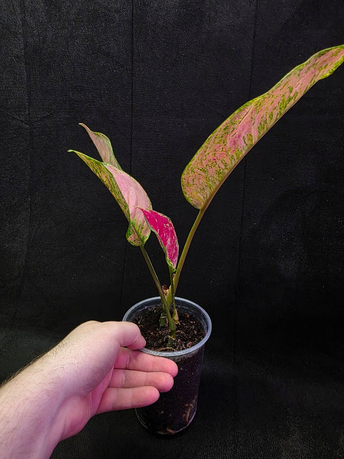 Aglaonema Red Splash #01