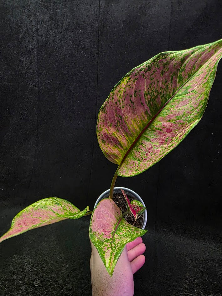 Aglaonema Red Splash #01
