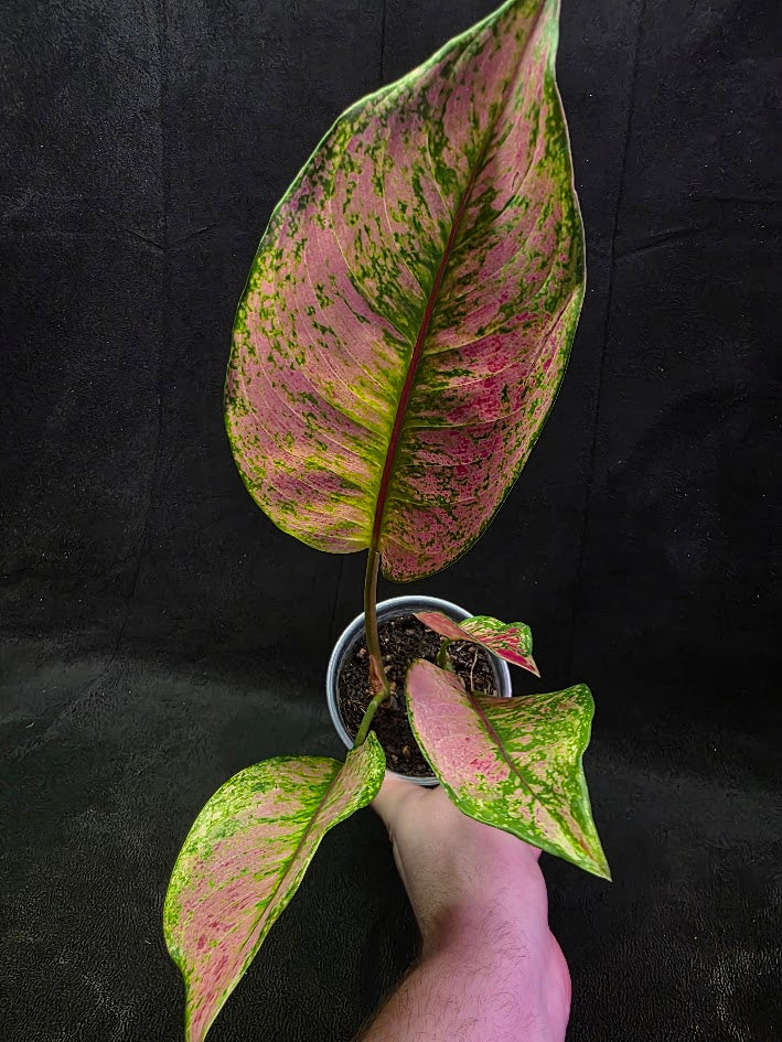 Aglaonema Red Splash #01