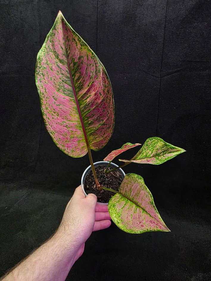 Aglaonema Red Splash #01
