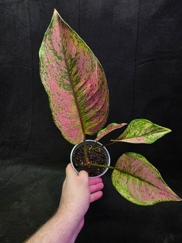 Aglaonema Red Splash #01