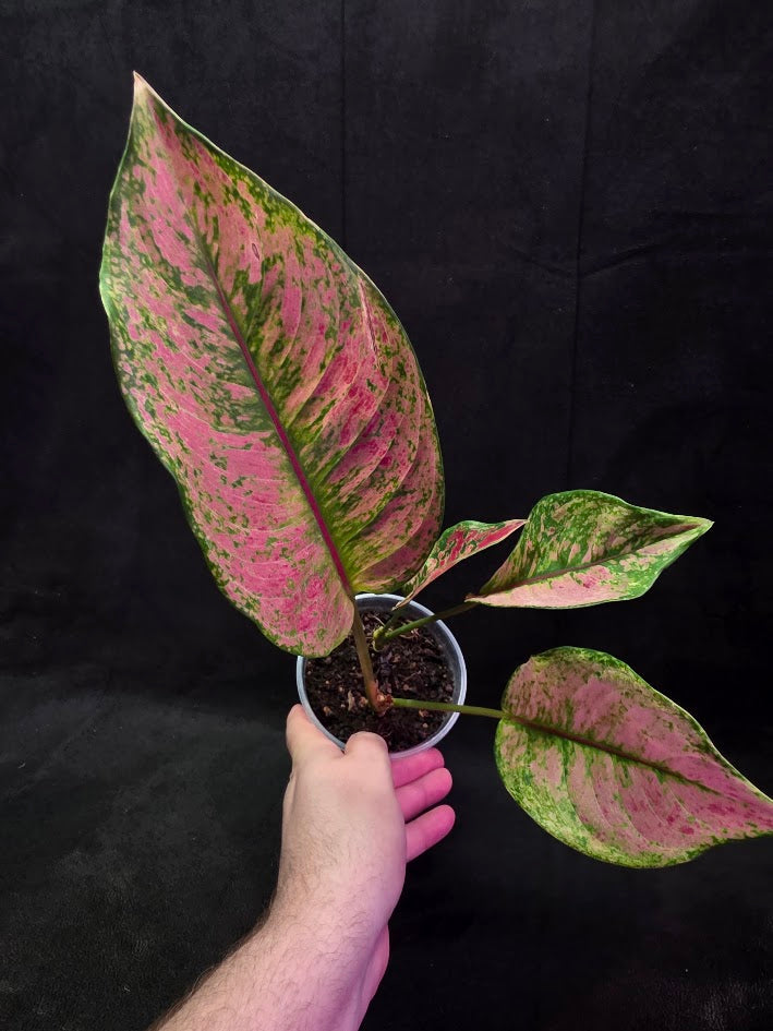 Aglaonema Red Splash #01