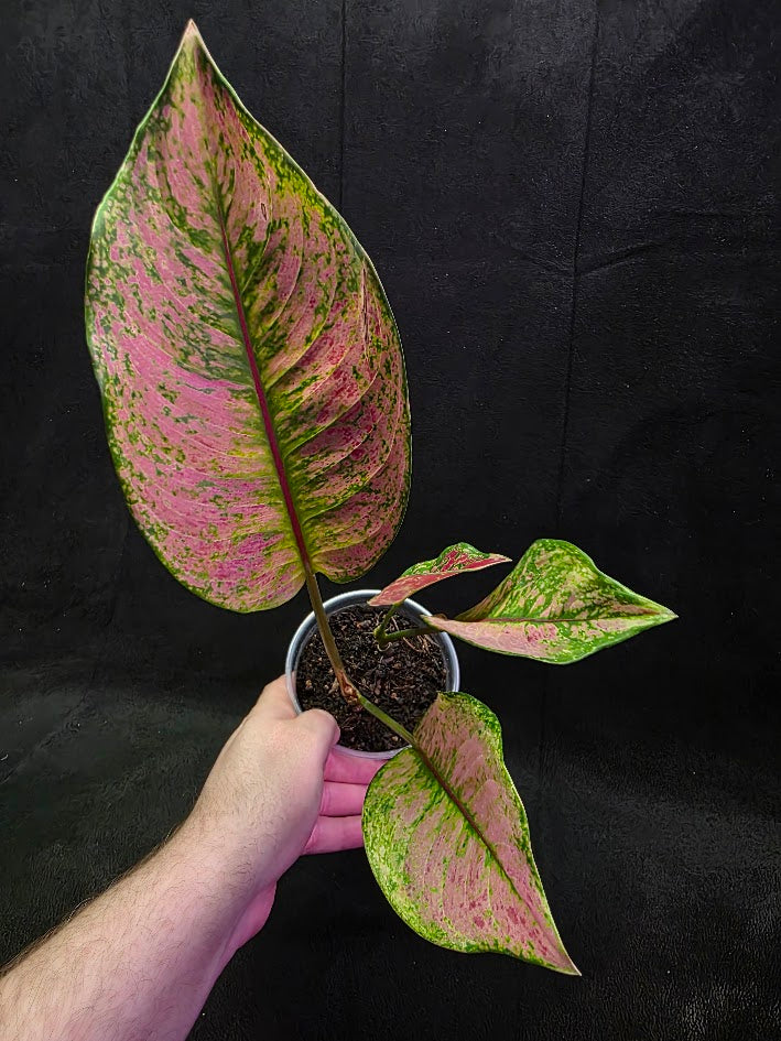 Aglaonema Red Splash #01
