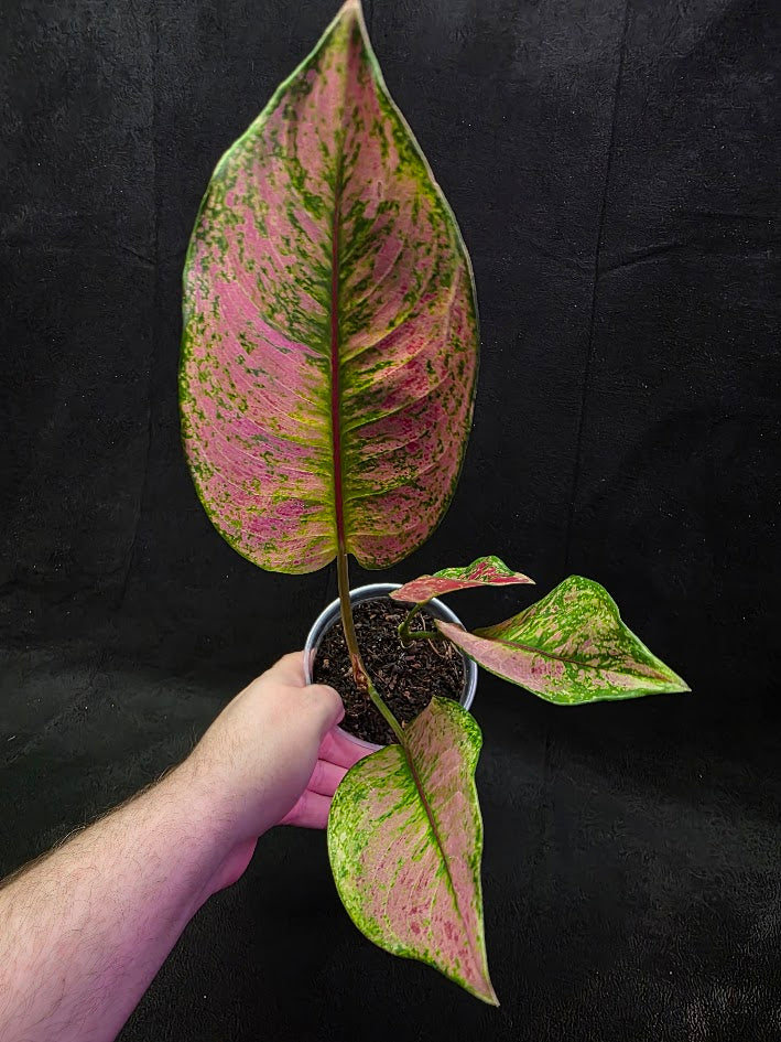 Aglaonema Red Splash #01