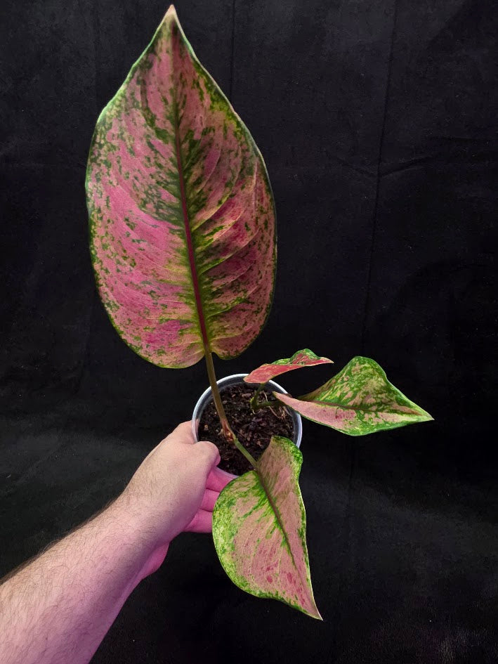 Aglaonema Red Splash #01