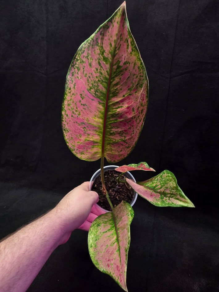 Aglaonema Red Splash #01