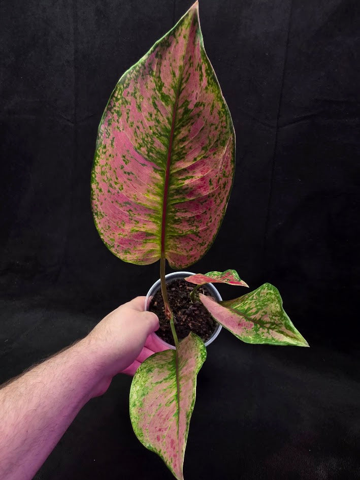 Aglaonema Red Splash #01