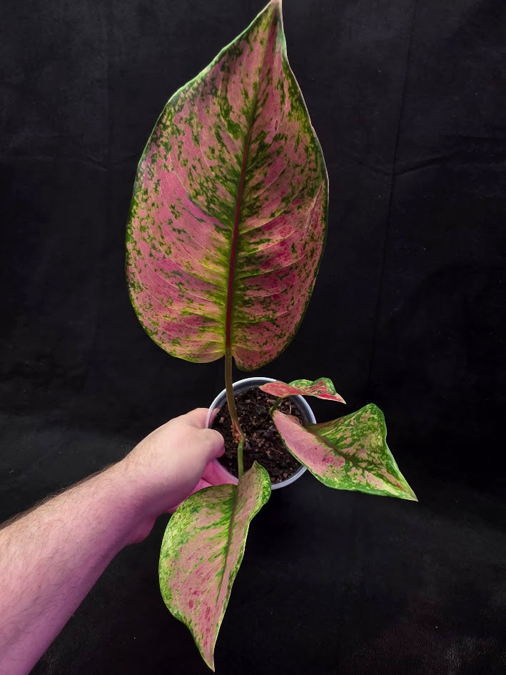 Aglaonema Red Splash #01
