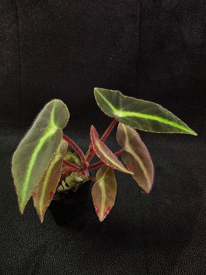 Begonia Listada 